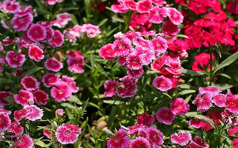 ý nghĩa hoa cẩm chướng