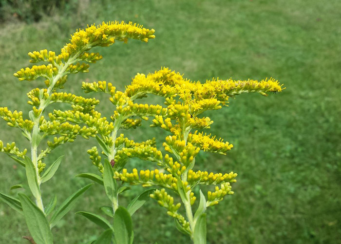 cỏ ragwort cỏ lưỡi chó