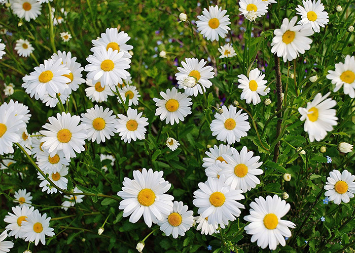 Daisy cỏ dại