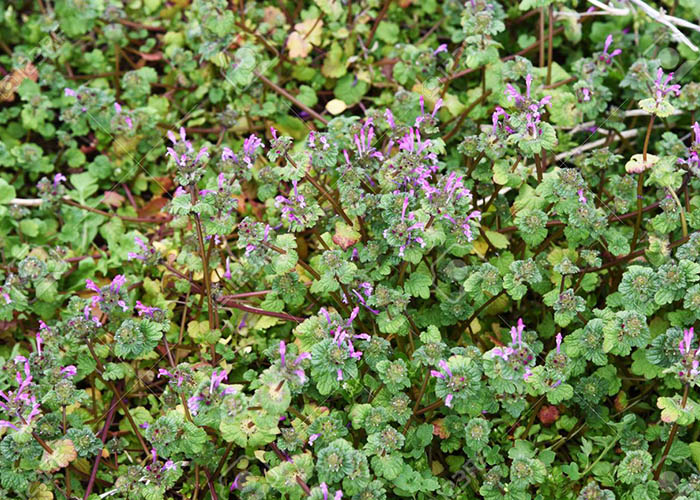 henbit