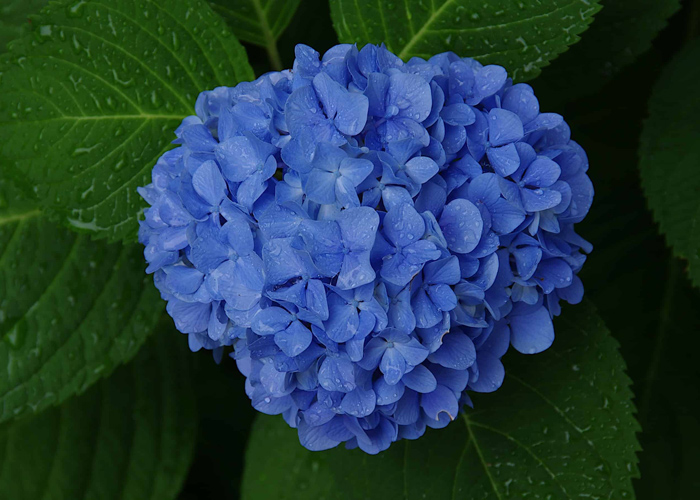 Công dụng hoa cẩm tú cầu