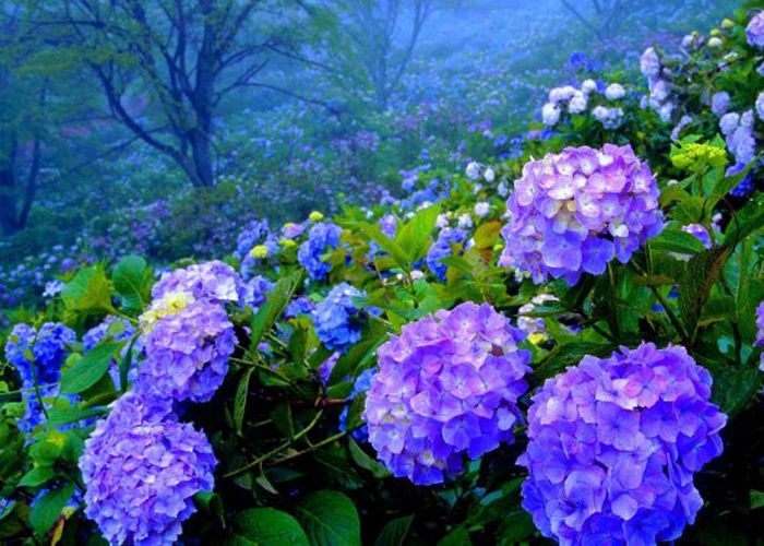 Giới thiệu Hoa Cẩm tú cầu