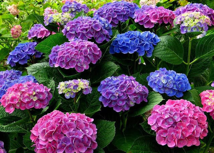 Hoa cẩm tú cầu làm quà tặng