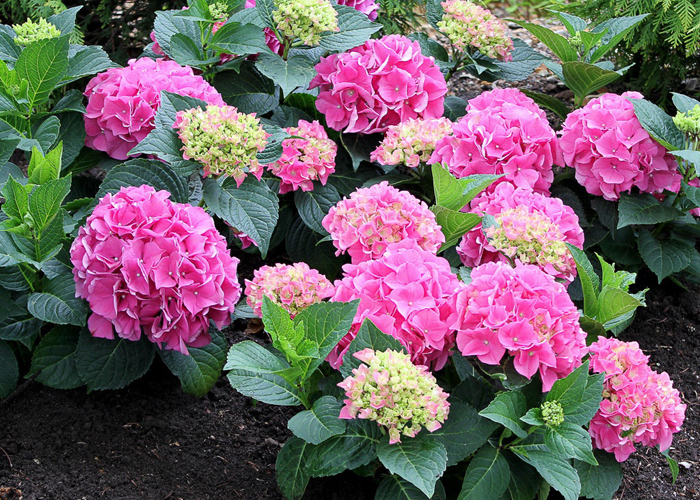 Nguồn gốc hoa cẩm tú cầu