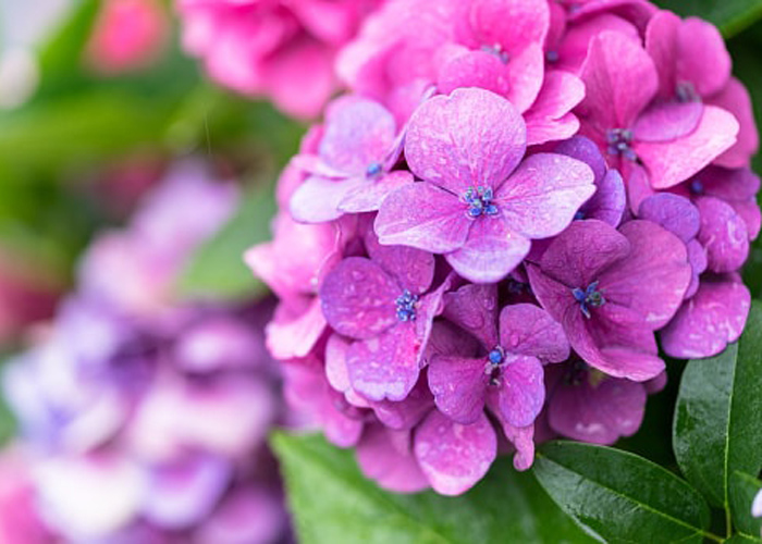 Ý nghĩa hoa Cẩm tú cầu