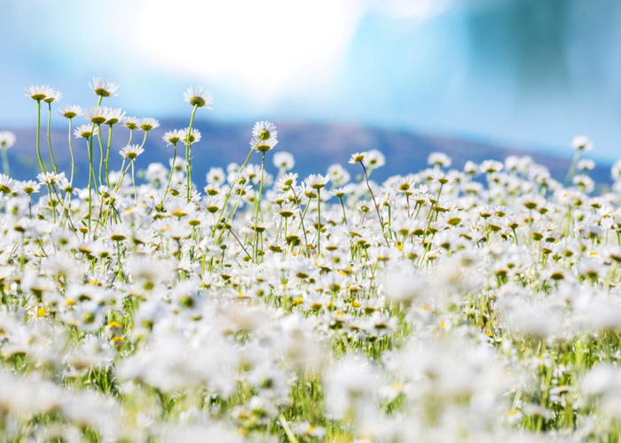 Công dụng hoa cúc họa mi