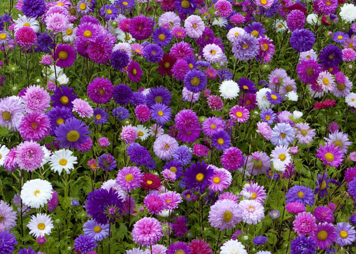 Hoa cúc họa mi làm quà tặng