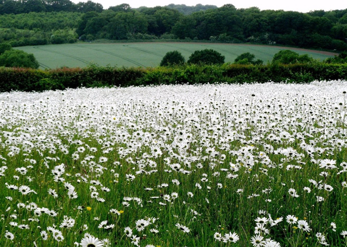 Nguồn gốc hoa cúc họa mi