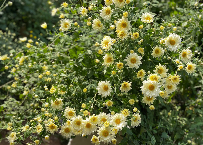 Ý nghĩa hoa cúc họa mi