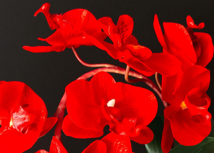 Giới thiệu hoa lan hồ điệp
