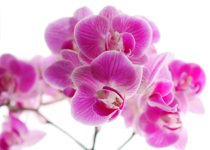 Hoa lan hồ điệp làm quà tặng