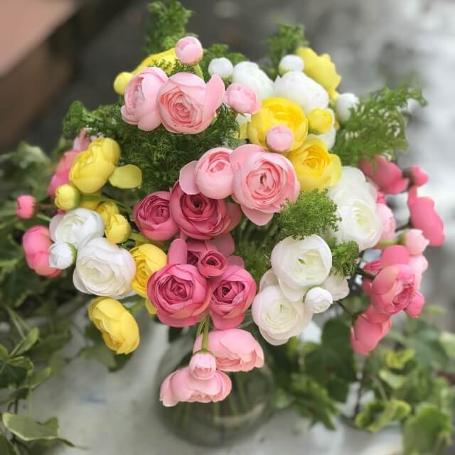 Giới thiệu hoa mao lương