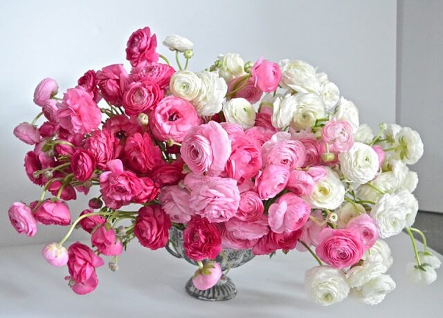 Giới thiệu về hoa mao lương