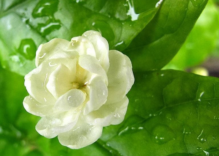 Hoa nhài làm quà tặng