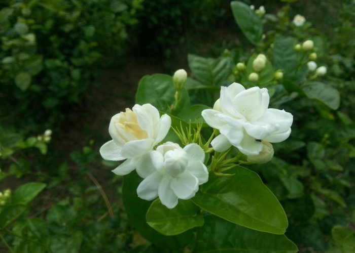 Nguồn gốc hoa nhài