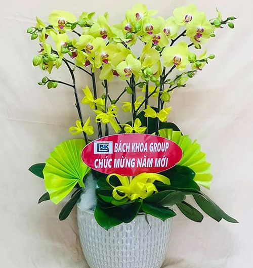 chậu lan hồ điệp vàng
