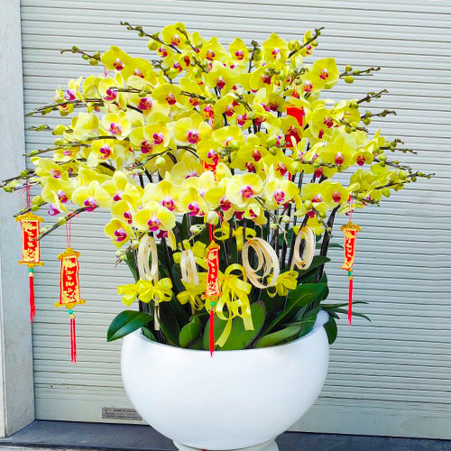 Shop hoa t i qu n 1 t hoa qu n 1 m u p 2024