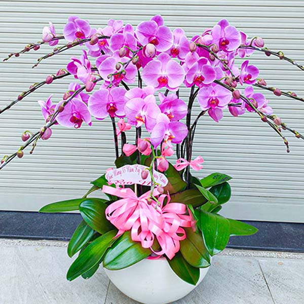 Ảnh: Lan hồ điệp quận 10