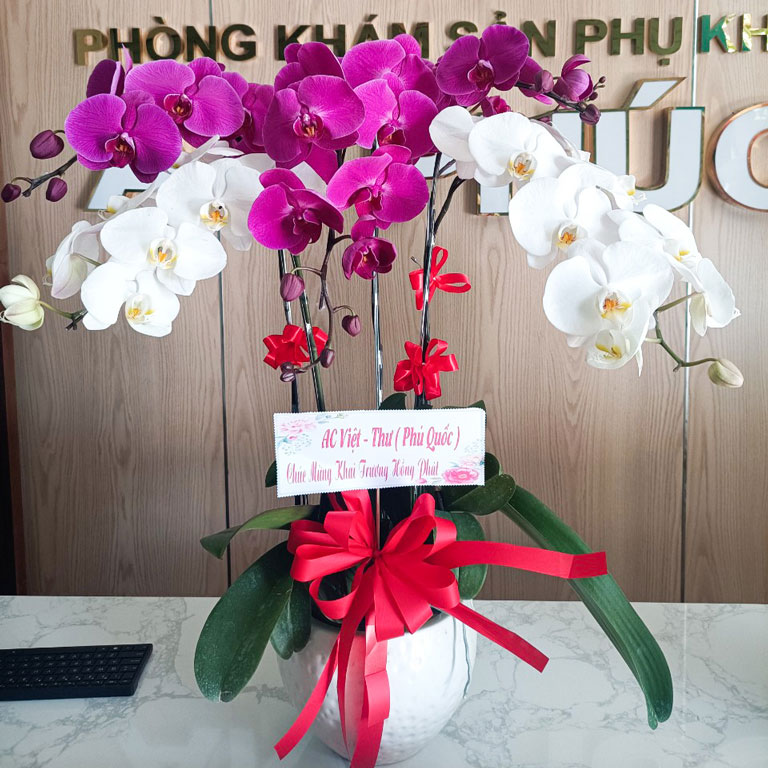 Lan hồ điệp quận 12