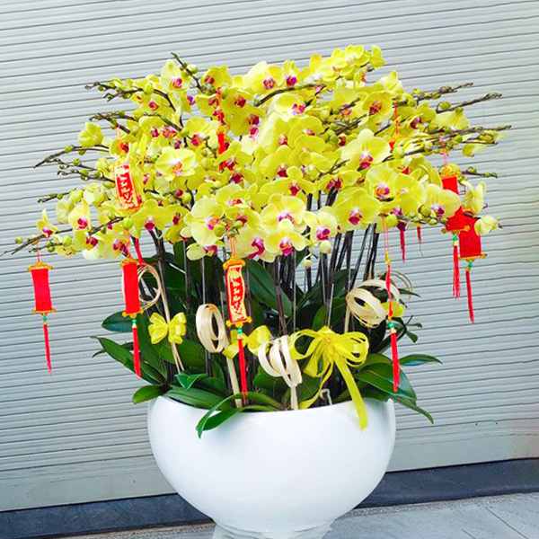 chậu lan hồ điệp vàng