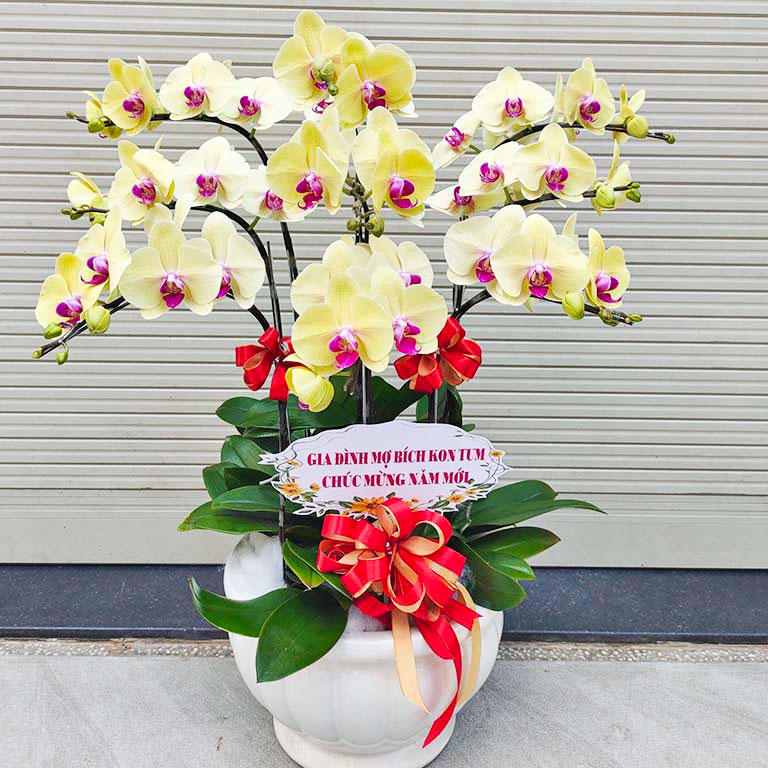 Lan hồ điệp quận 5
