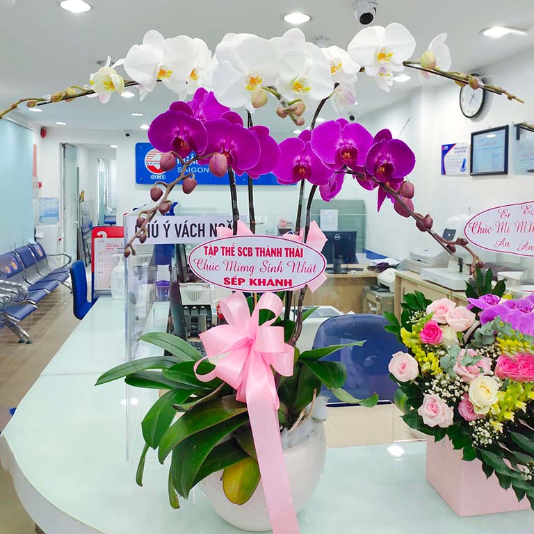 Hình ảnh: chậu lan hồ điệp