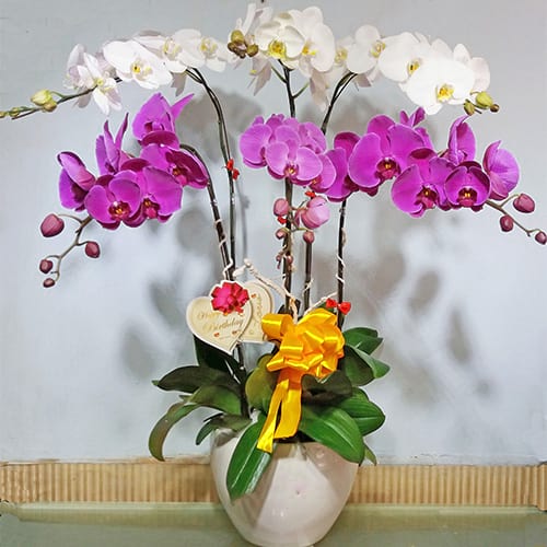 chau lan ho diep 6 canh   hd230
