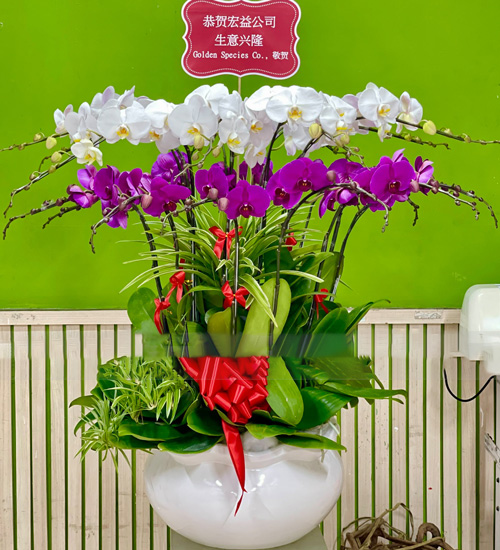 lan ho diep 15 canh   hd457