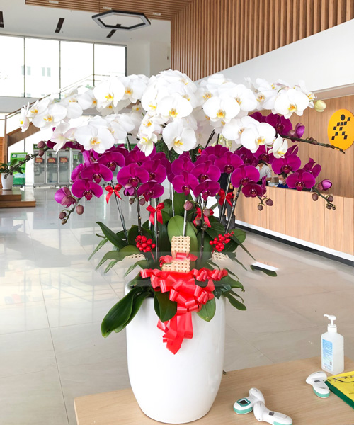 lan ho diep 15 canh   hd456