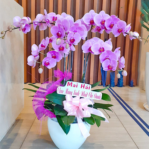 chậu hoa lan hồ điệp